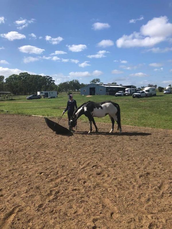 Young/Green Horse Clinic 31st May 1st June