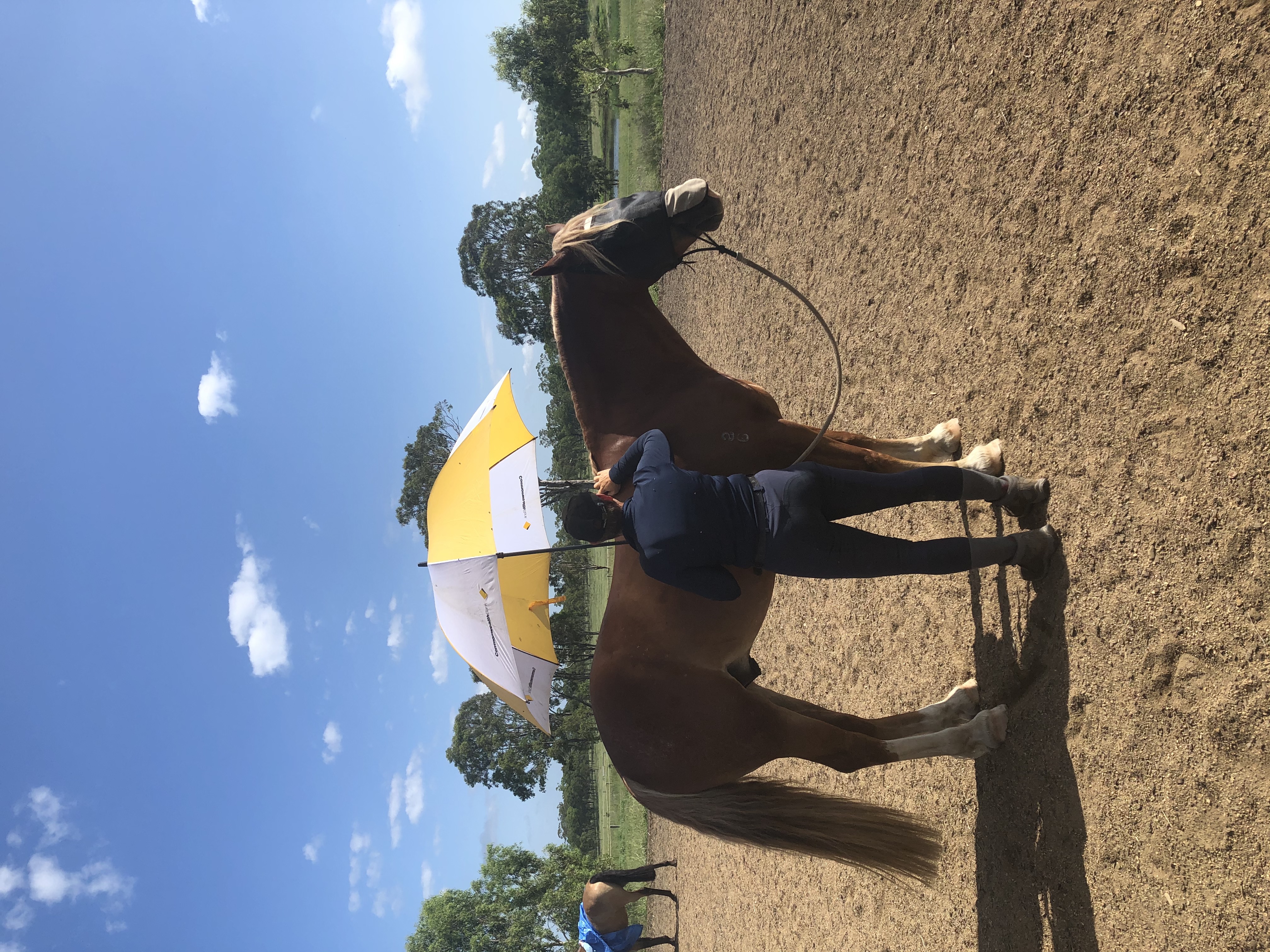 Young/Green Horse Clinic September 19th